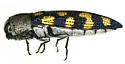 Acmaeodera wheeleri - photo 2