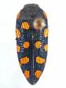 Acmaeodera xanthosticta - photo 2