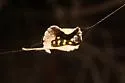Acmaeodera xanthosticta - photo 3