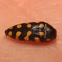 Acmaeodera xanthosticta - photo 4