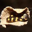 Acmaeodera xanthosticta - photo 5