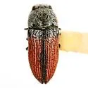 Acmaeoderoides humeralis