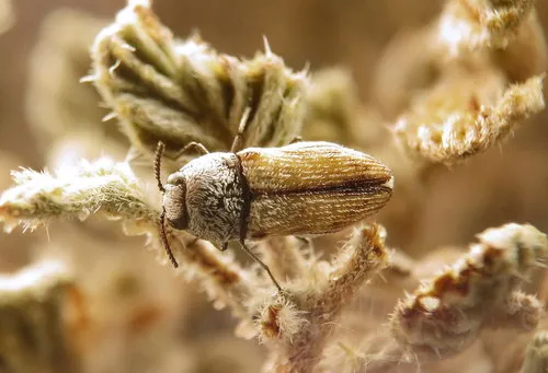 Acmaeoderoides stramineus