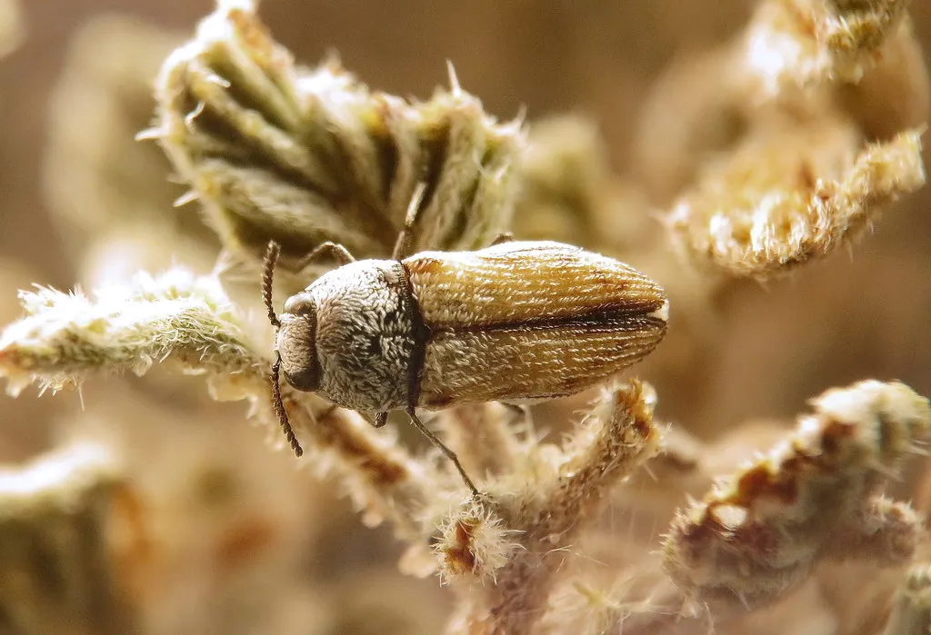Acmaeoderoides stramineus - photo 2