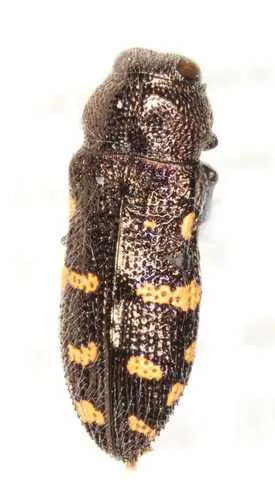 Acmaeoderopsis guttifera