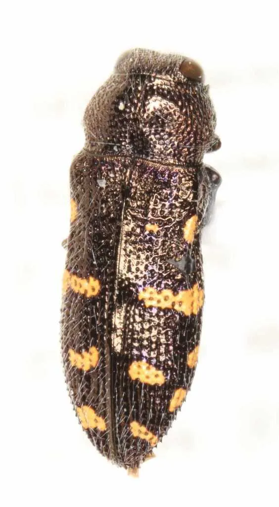 Acmaeoderopsis guttifera - photo 2