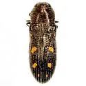 Acmaeoderopsis hulli - photo 2