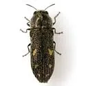 Acmaeoderopsis hulli - photo 3