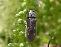 Acmaeoderopsis hulli - photo 4