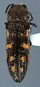 Acmaeoderopsis jaguarina - photo 2