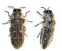 Acmaeoderopsis junki