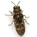 Acmaeoderopsis junki - photo 3