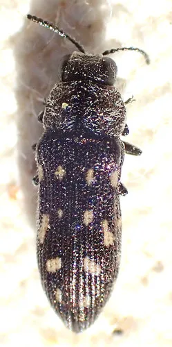 Acmaeoderopsis paravaripilis