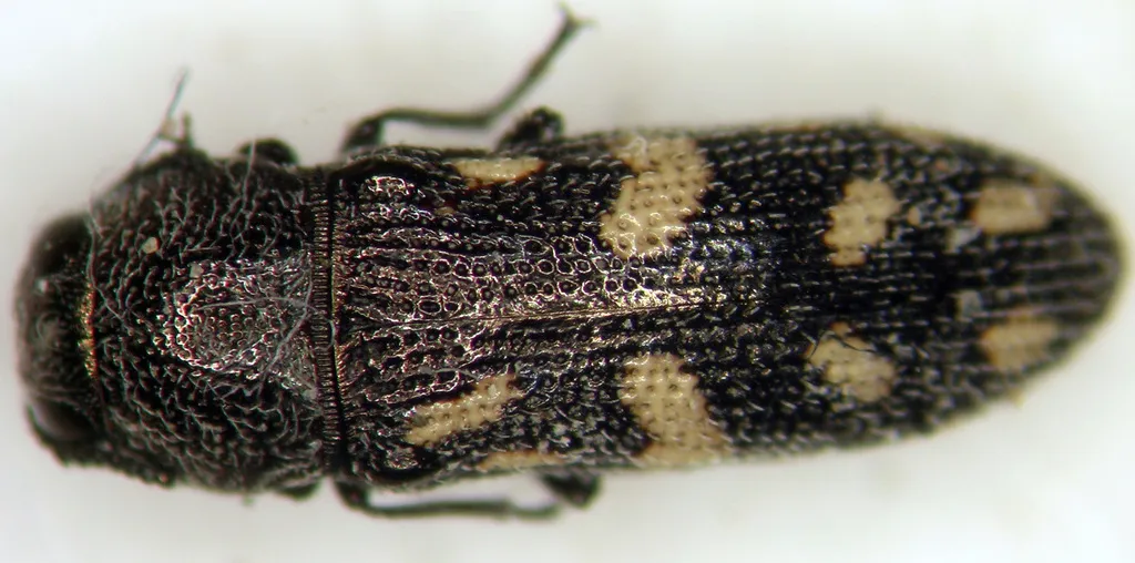 Acmaeoderopsis prosopis - photo 2