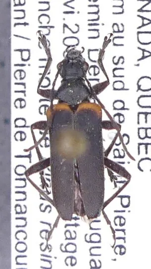 Acmaeops discoideus - photo 2
