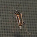 Acmaeops proteus - photo 2
