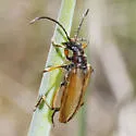 Acmaeops proteus - photo 3