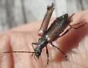 Acmaeops proteus - photo 4