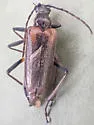 Acmaeops proteus - photo 5