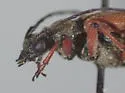 Acmaeopsoides rufula - photo 2