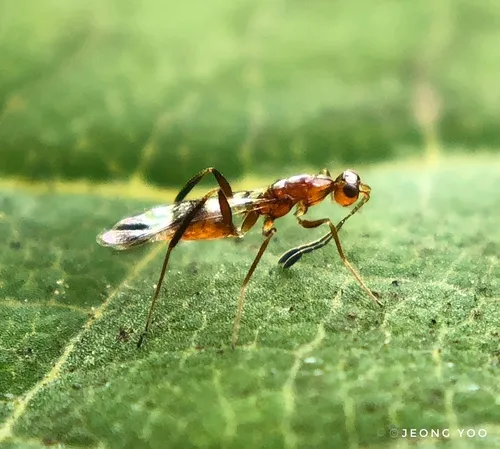 Acmopolynema varium - Acmopolynema varium