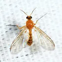 Acnemia flaveola - photo 3
