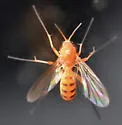 Acnemia flaveola - photo 4