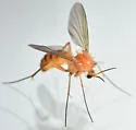Acnemia flaveola - photo 5