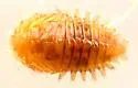 Acneus beeri - photo 4