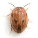 Acneus beeri - photo 5