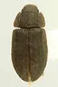 Acolobicus erichsoni