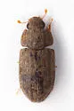 Acolobicus erichsoni - photo 2