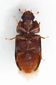 Acolobicus erichsoni - photo 3