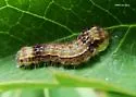 Clemens' False Skeletonizer - Hodges#4629