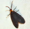 Clemens' False Skeletonizer - Hodges#4629 - photo 2