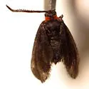 Clemens' False Skeletonizer - Hodges#4629 - photo 4