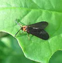 Acoloithus novaricus - Hodges#4628 - Acoloithus novaricus