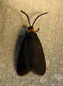 Acoloithus novaricus - Hodges#4628 - photo 3