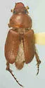 Acoma conjuncta - Acoma conjuncta