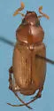 Acoma glabrata - Acoma glabrata