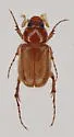 Acoma glabrata - photo 3