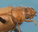 Acoma howdenorum - Acoma howdenorum