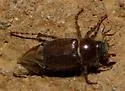 Acoma mixta