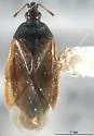 Acompocoris lepidus