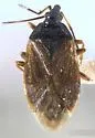 Acompocoris lepidus - photo 2