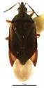 Acompocoris lepidus - photo 3