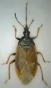 Acompocoris pygmaeus