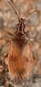 Acompocoris pygmaeus - photo 2