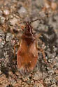 Acompocoris pygmaeus - photo 3