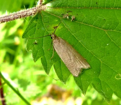 Acompsia cinerella